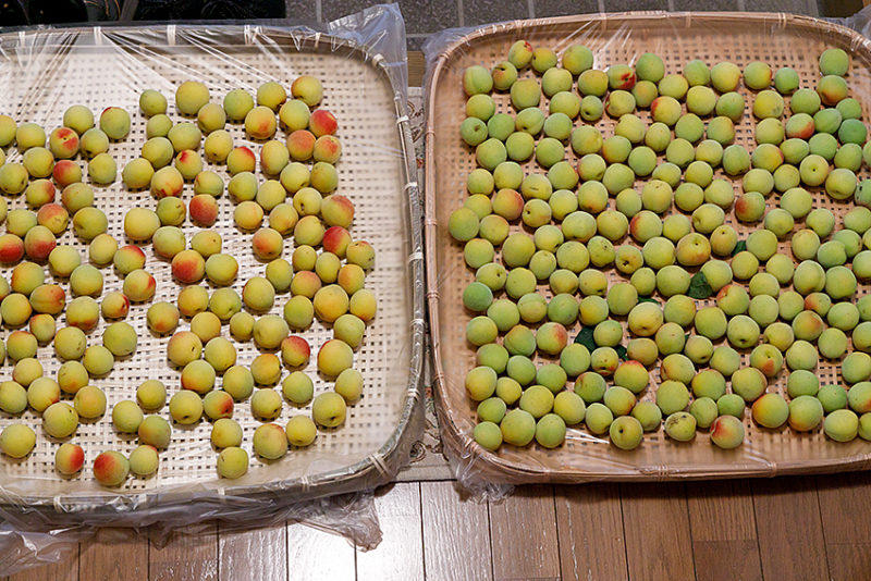 早熟あり晩熟あり